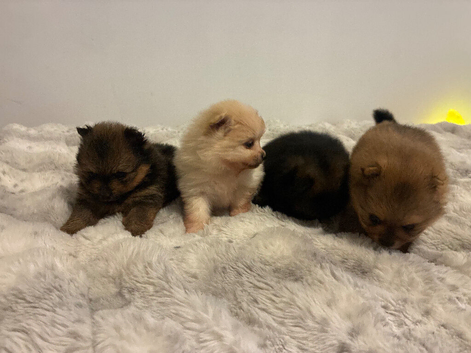 Teddybear Pomeranian puppies