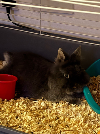 male bunny