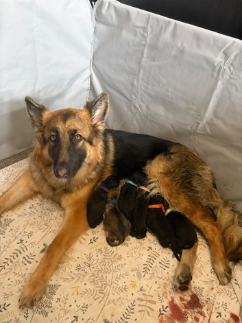 German Shepherd puppies for sale