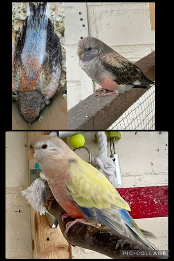 Stunning young pair of bourkes parakeets
