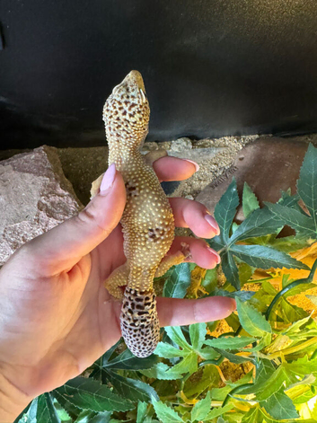 Leopard gecko