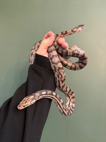 Adult female corn snake