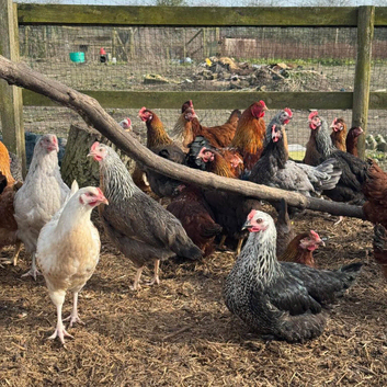 Hybrids chickens