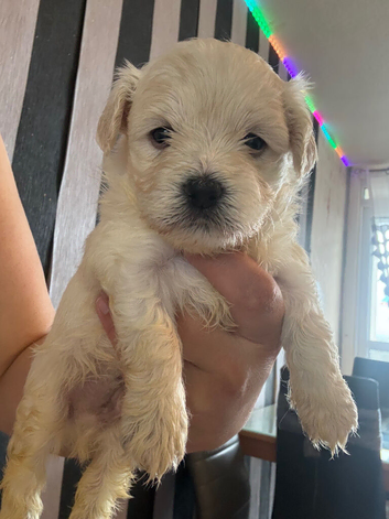 Maltese x bichon healthy beautiful puppies