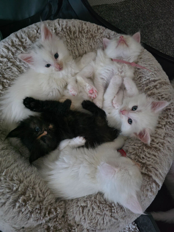 Maine coons with Russian blood lines