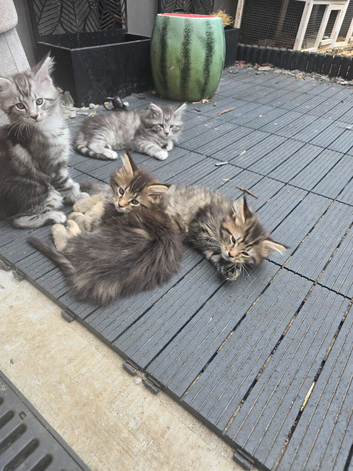 Mainecoon kittens