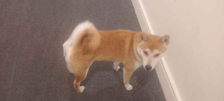 shiba inu