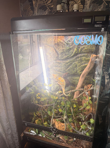 Chameleon with exo terra tank and stand