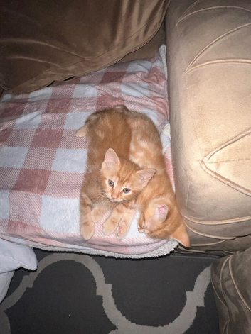 Beautiful ginger kitten 1 left male