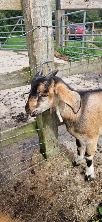 Anglo nubian/dwarf dairy billy goat.