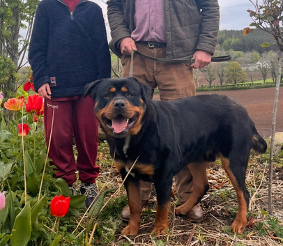 Male Rottweiler 3 years old