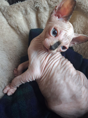 Sphynx Kittens Ready to Leave Now