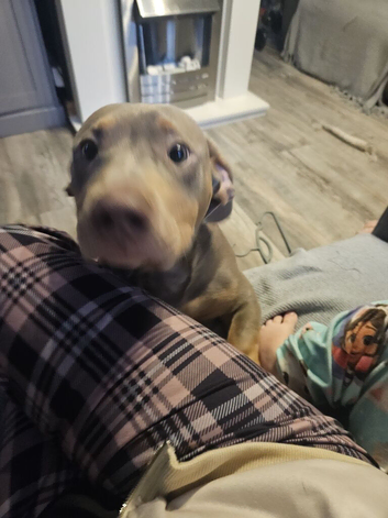 8 month old sausage bully
