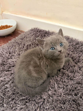 2 grey tabbies 1 black