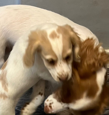 Cocker spaniel puppies