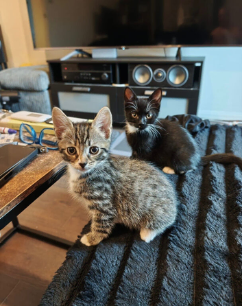 boy and girl kitten