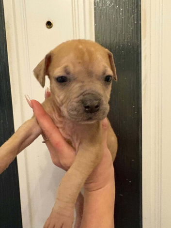 Boerboel/mastiff puppies