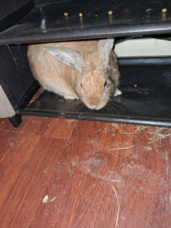 2 MALE RABBITS FOR SALE