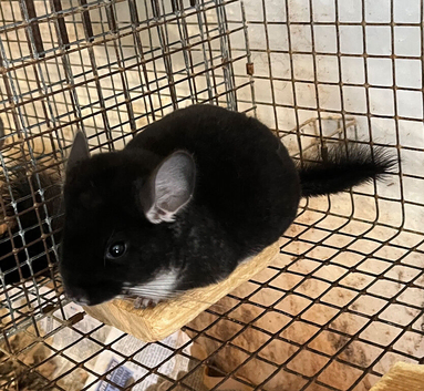 Beautiful and Very Rare Black Pearl Female Chinchilla.