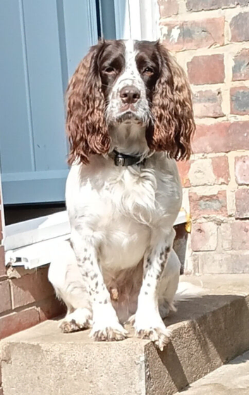 Springer