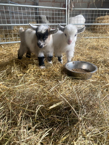 Pure bred Pygmy goat kids