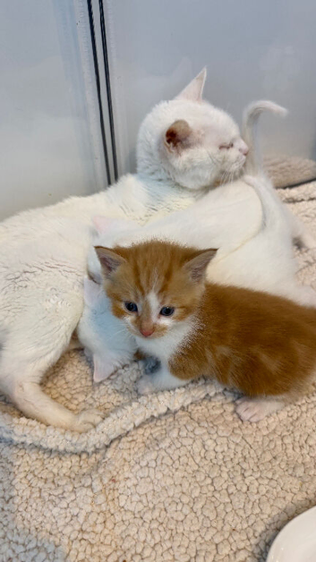 Adorable kittens looking for new homes