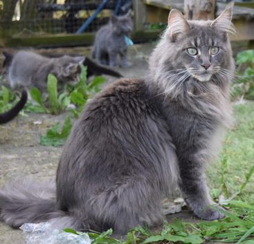 TICCA REGISTERED POLYDACTLE MAINE COON KITTENS