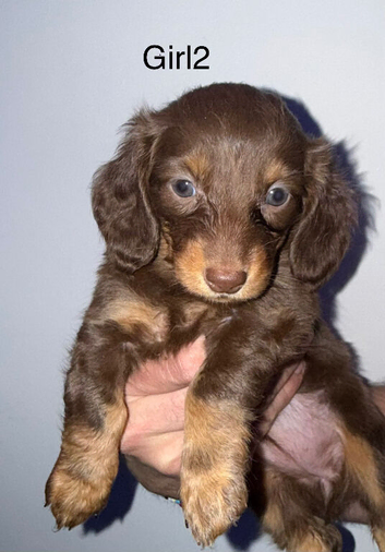 Longhair dachshunds available