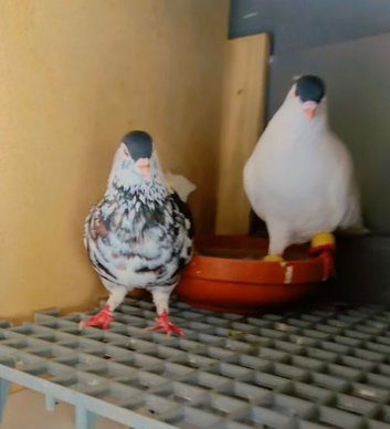 Afghani pigeons
