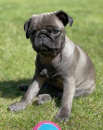 Beautiful Pug Puppies Ready for New Families