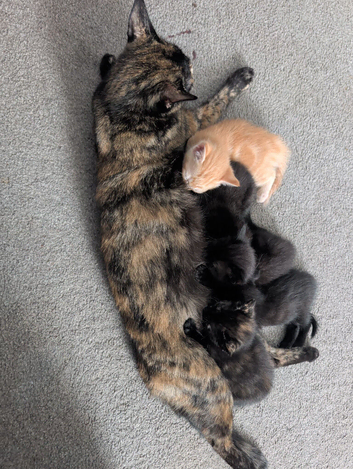 Kittens for sale