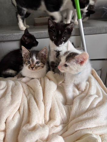 Beautiful kittens