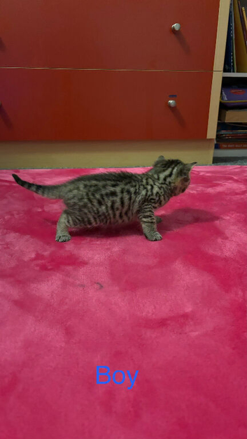 Kittens looking for a lovely home