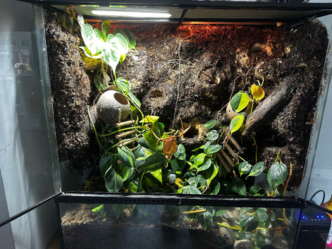 Exo Terra 90x90x45 Bioactive Crested Gecko Setup + 4 Geckos Full Setup