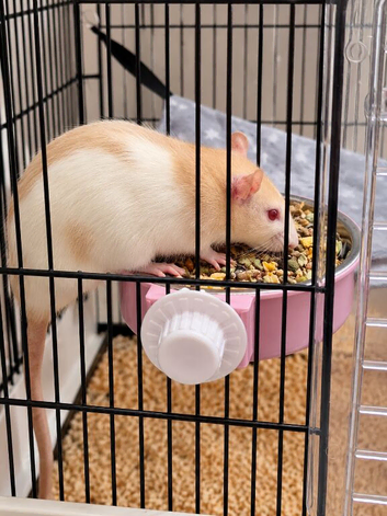 2 Albino Rats: Two females, 11 months old