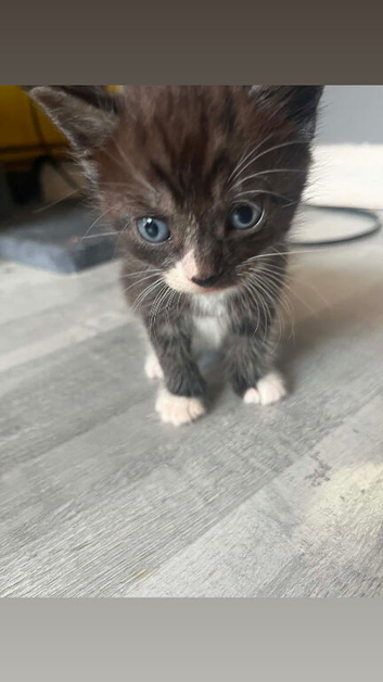 2 beautiful kittens- ready 13th November