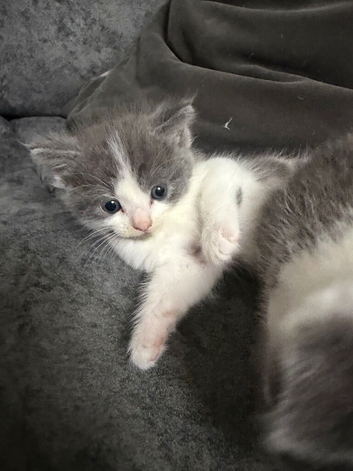 Exquisite Ragdoll / Turkish Angora Kittens &ndash; 6 Weeks Old | Blue-Eyed | Home-Raised