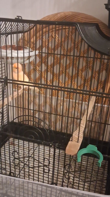 Red dimorphic singing cock with cage or without cage