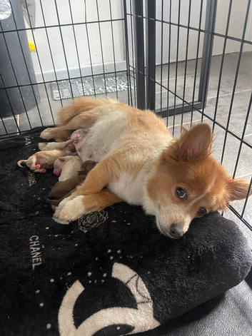 Pomapoo puppies ready for new homes 22/10/2026