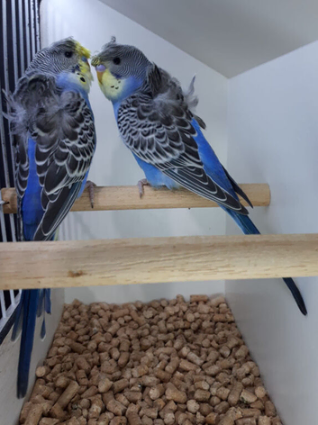 2 Male Hagaromo Budgies (Carry Split BF & Split BW)