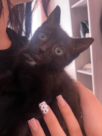 Beautiful little male kitten for sale