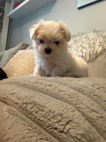 one beautiful Tiny Korean boy available