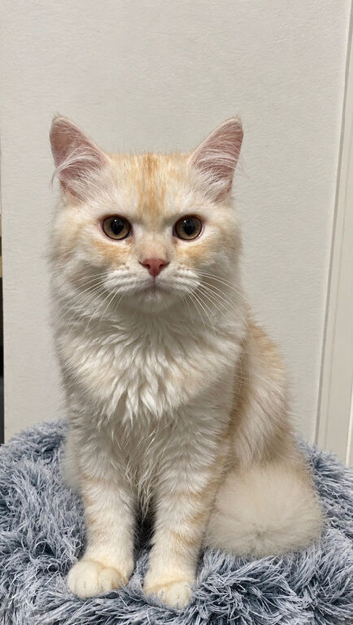 Beautiful male Persian