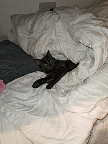 Female cat