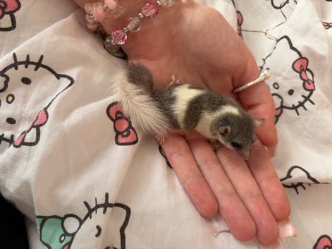 Micro squirrels babies