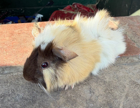 Gorgeous baby guineas boys & girls READY NOW
