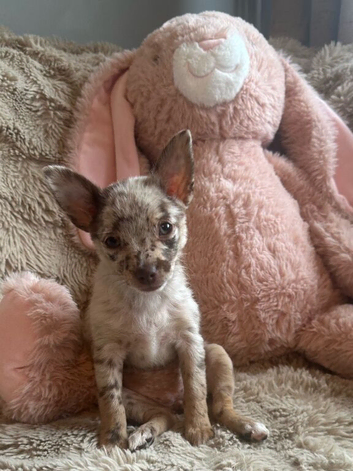Beautiful chihuahua puppies