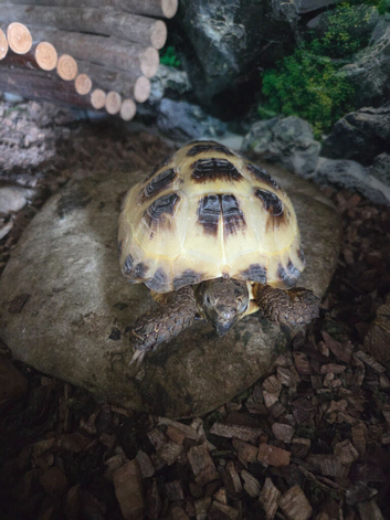 Horsefield tortoise