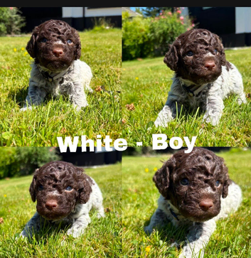 Lagotto Romagnolo puppies