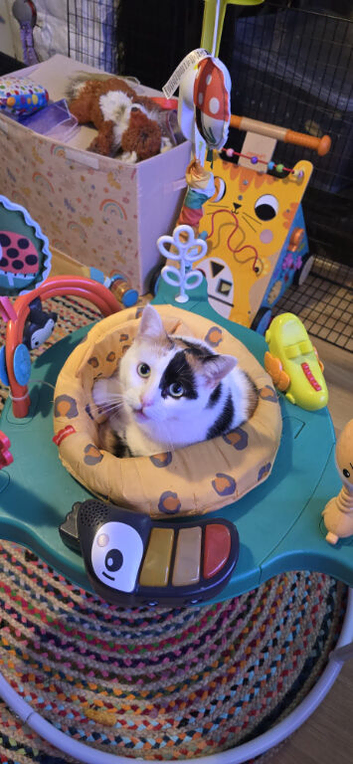 Female cat
